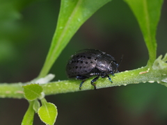 Chrysolina exanthematica