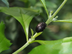 Chrysolina exanthematica