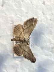 Idaea leipnitzi