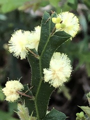 Acacia alata