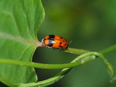 Coptocephala pallens