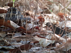 Caprimulgus longipennis