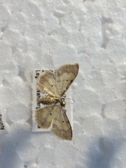 Idaea politaria