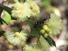 Acacia alata