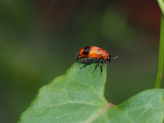 Coptocephala pallens