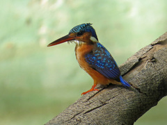 Corythornis cristatus