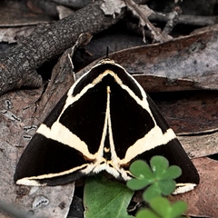 Fodina ostorius