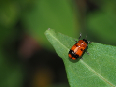Coptocephala pallens