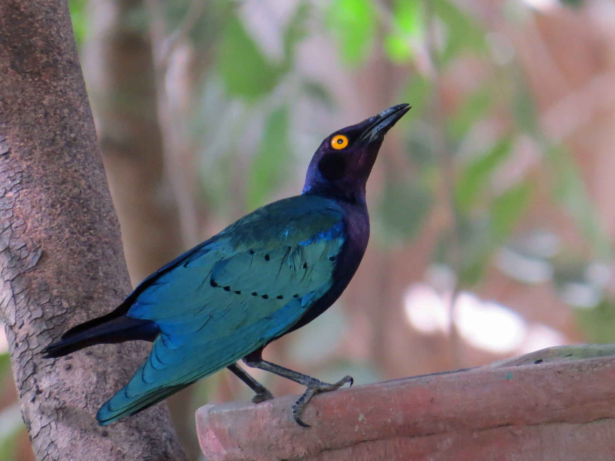 Purple Starling (Lamprotornis purpureus) · iNaturalist