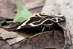 Fodina ostorius