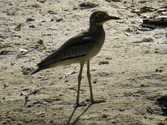 Burhinus senegalensis