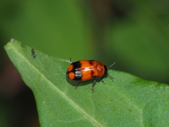 Coptocephala pallens