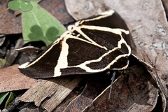 Fodina ostorius