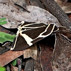 Fodina ostorius