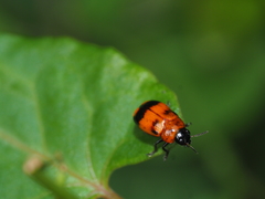 Coptocephala pallens