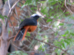 Cossypha albicapillus