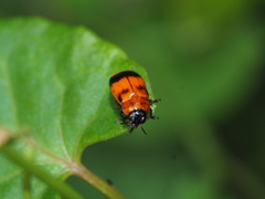 Coptocephala pallens