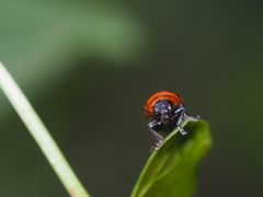 Coptocephala pallens