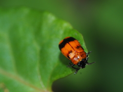 Coptocephala pallens