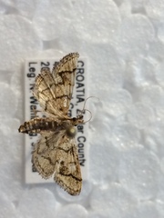 Metasia ophialis