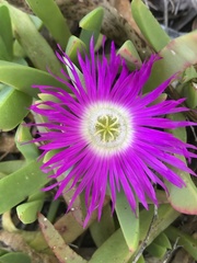 Carpobrotus virescens
