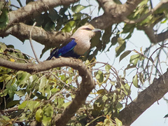 Coracias cyanogaster