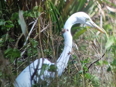 Ardea intermedia brachyrhyncha