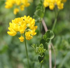 Coronilla coronata