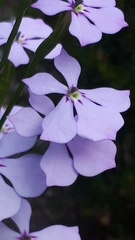 Isotoma hypocrateriformis