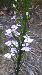 Isotoma hypocrateriformis