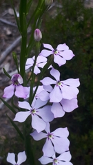 Isotoma hypocrateriformis