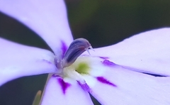Isotoma hypocrateriformis