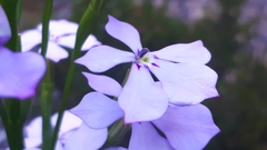 Isotoma hypocrateriformis