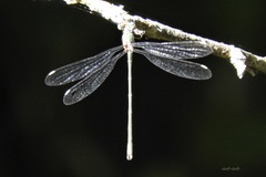 Chalcolestes viridis