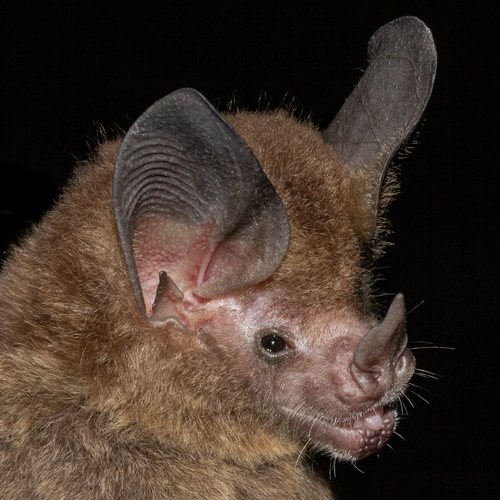 greater round-eared bat (Tonatia bidens) — Data Deficient Mammalia