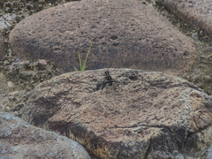 Cosmodela separata