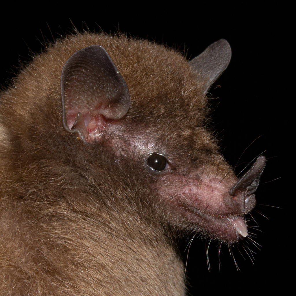 Peracchi's Nectar Bat
