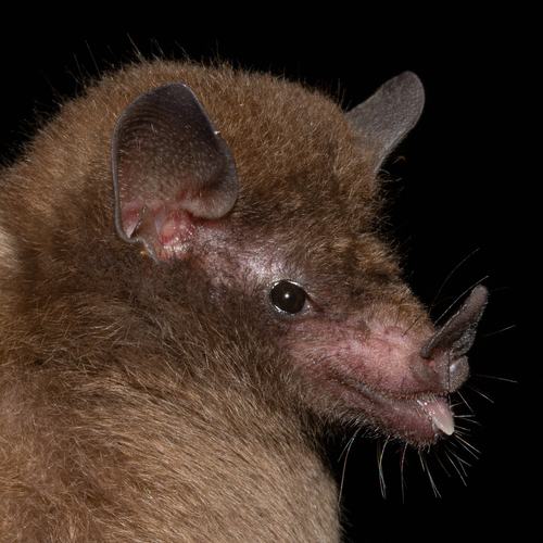 Peracchi's Nectar Bat (Lonchophylla peracchii) — Least Concern Mammalia