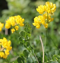 Coronilla coronata