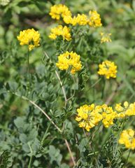 Coronilla coronata