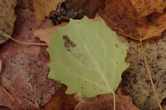 Aulagromyza tremulae