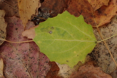 Aulagromyza tremulae