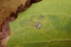 Aulagromyza tremulae