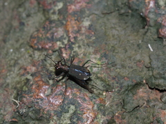 Cylindera kaleea