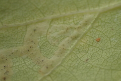 Aulagromyza tremulae