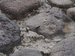Cosmodela separata