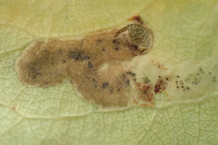 Aulagromyza tremulae