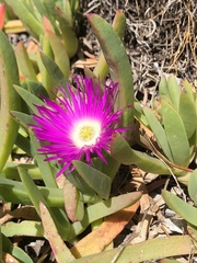Carpobrotus virescens