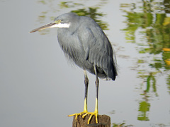 Egretta gularis