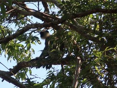 Semnopithecus priam thersites